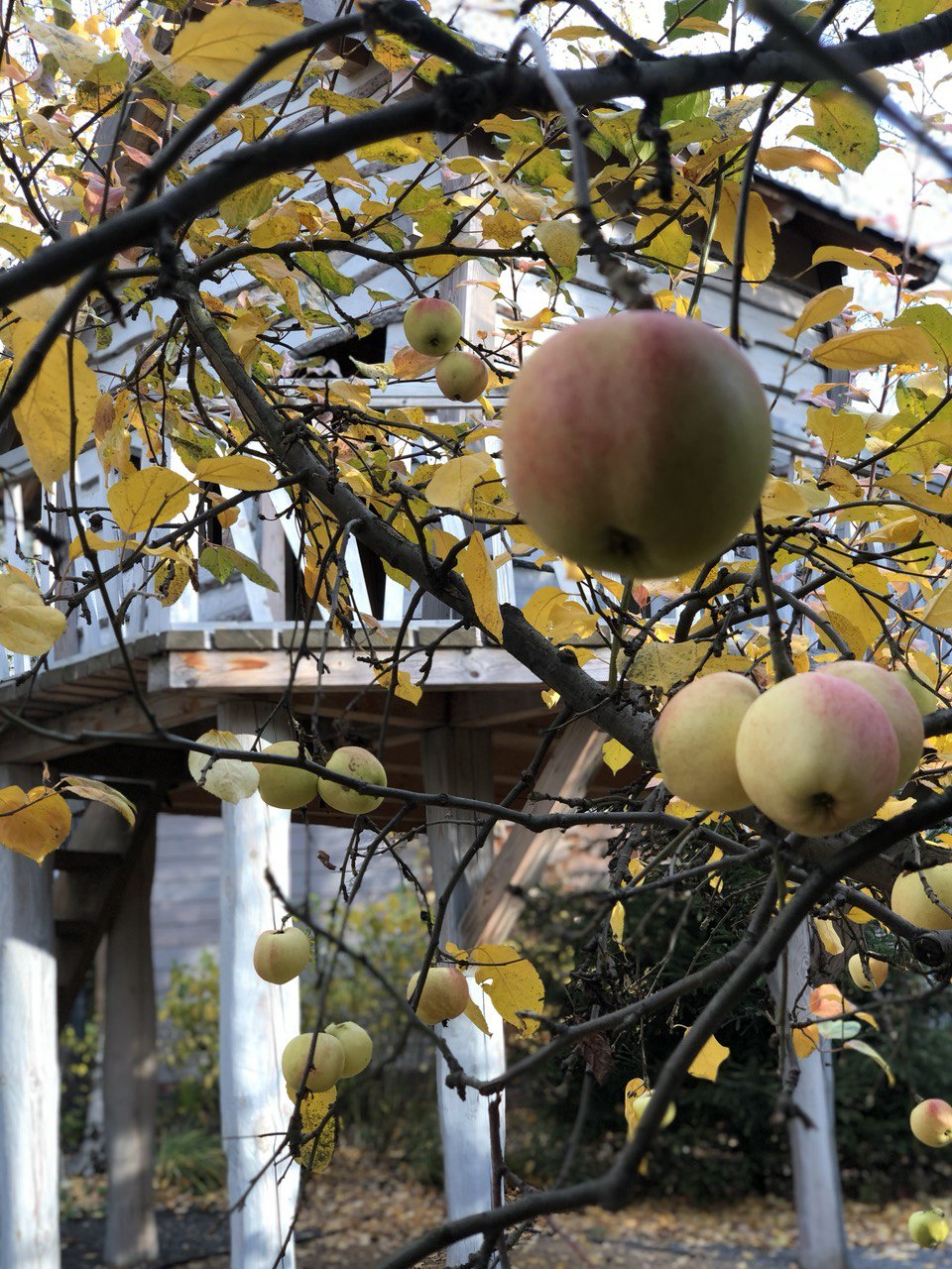 Сад "Живая история"