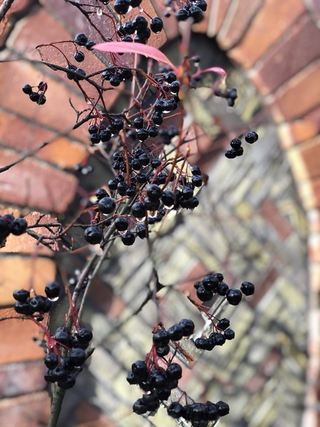 Сад "Играть Ловить Собирать"