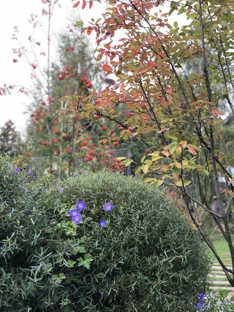 Сад "Играть Ловить Собирать"