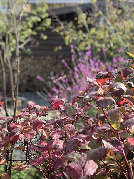 Сад "Играть Ловить Собирать"