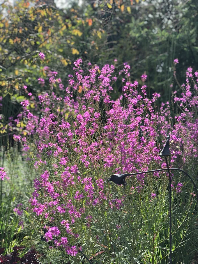 Сад "Играть Ловить Собирать"