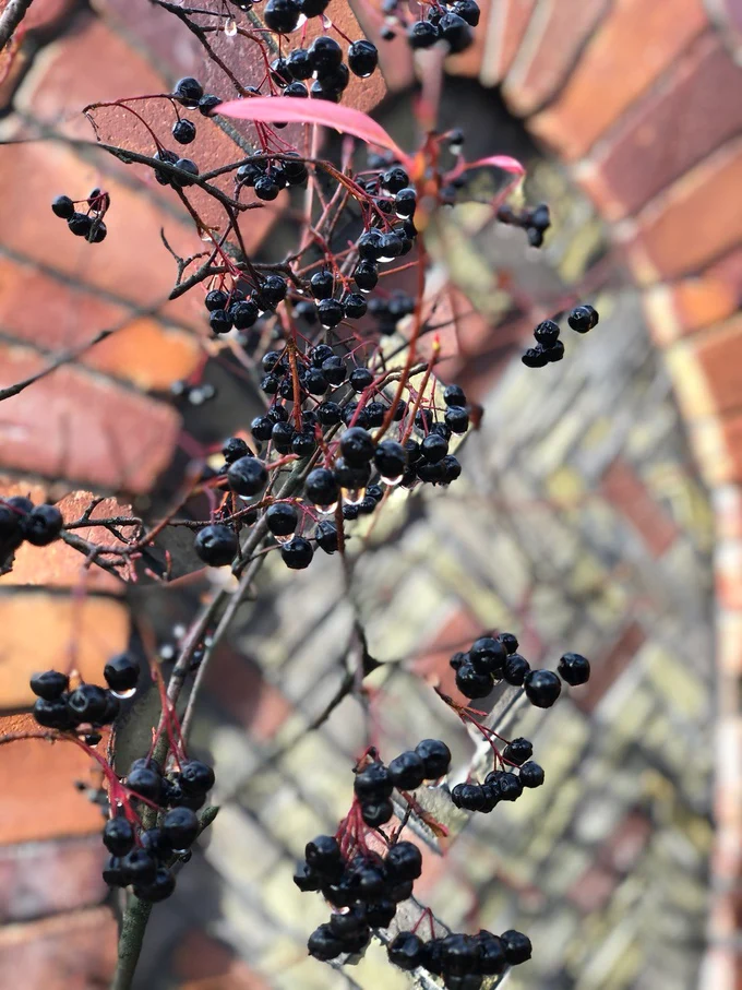 Сад "Играть Ловить Собирать"