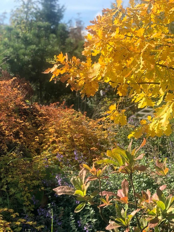 Сад "Играть Ловить Собирать"